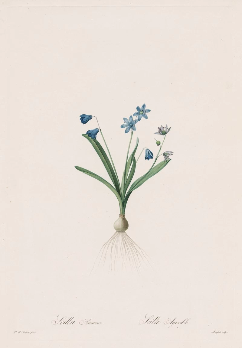 Scilla amaena - Cleveland Museum of Art